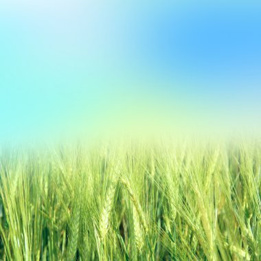 gökyüzü ile yeşil buğday