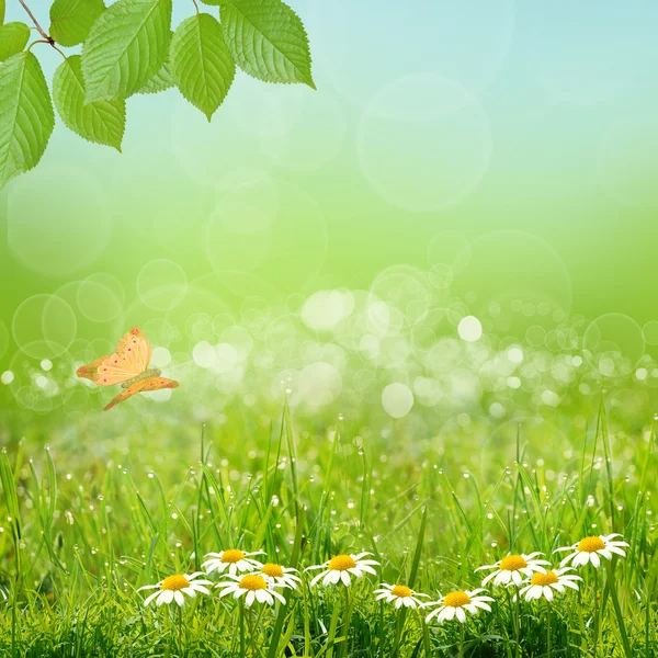 Green natute background — Stock Photo, Image