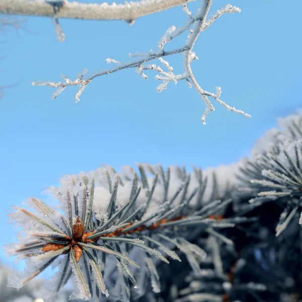 Árbol nevado en el bosque de invierno — Foto de Stock