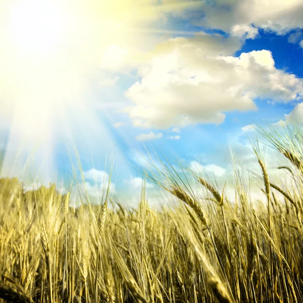 Campo verde con el cielo — Foto de Stock