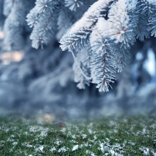 Albero nevoso nella foresta invernale — Foto Stock