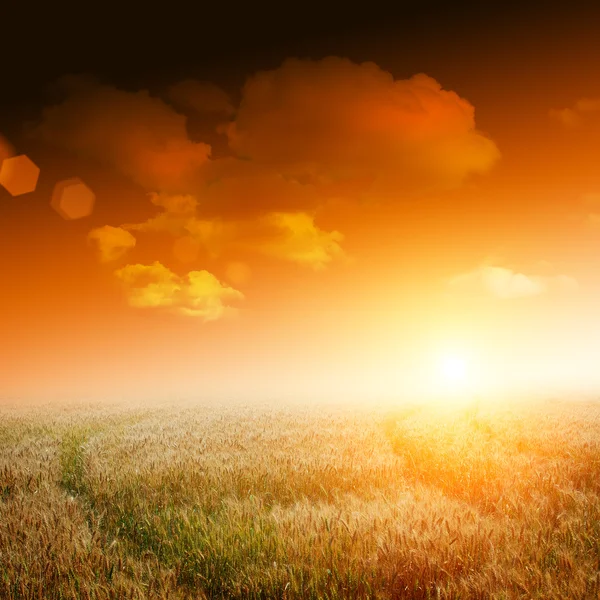 Yellow field with blue sky — Stock Photo, Image