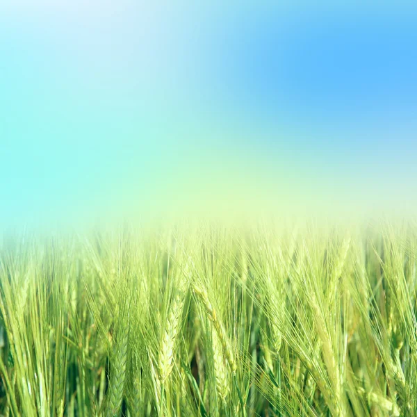 Gökyüzü ile yeşil buğday — Stok fotoğraf