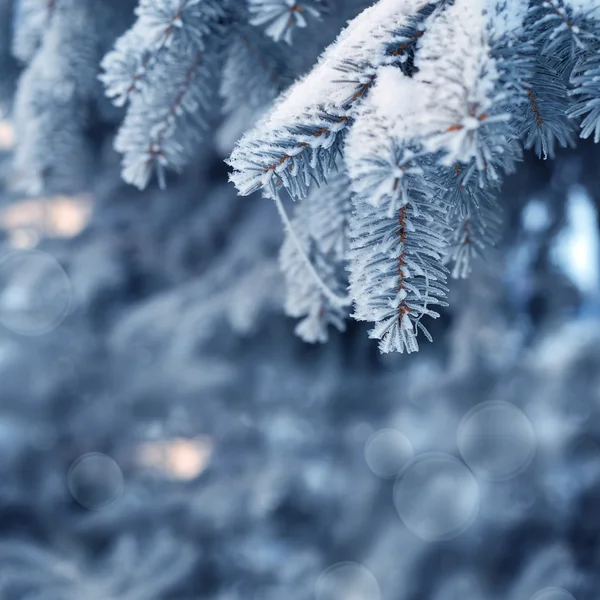 Árbol nevado en el bosque de invierno —  Fotos de Stock