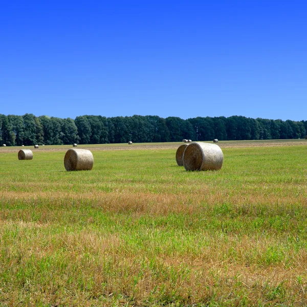 Grönt fält med himlen — Stockfoto