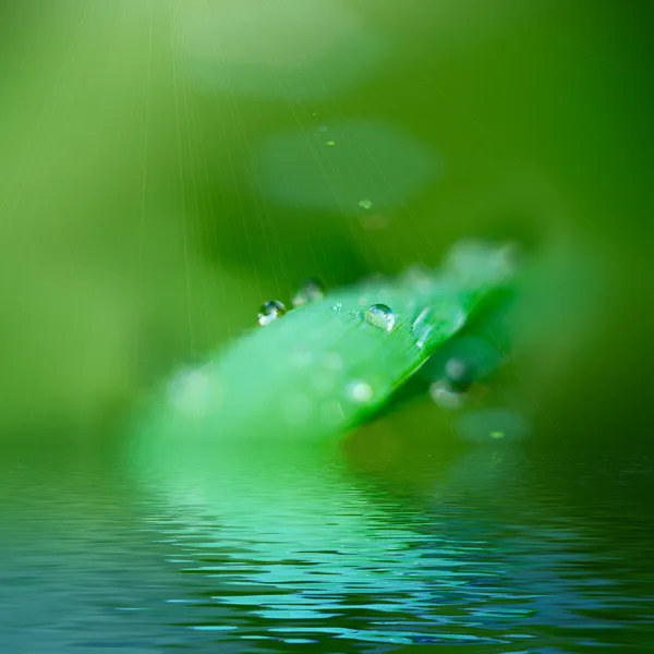 Vízcseppek a zöld fűre — Stock Fotó