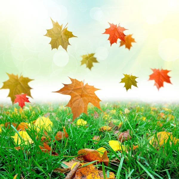 Green grass with thw leafs — Stock Photo, Image