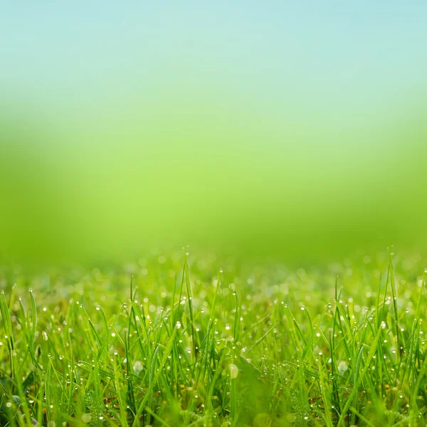 Yeşil natute arka plan