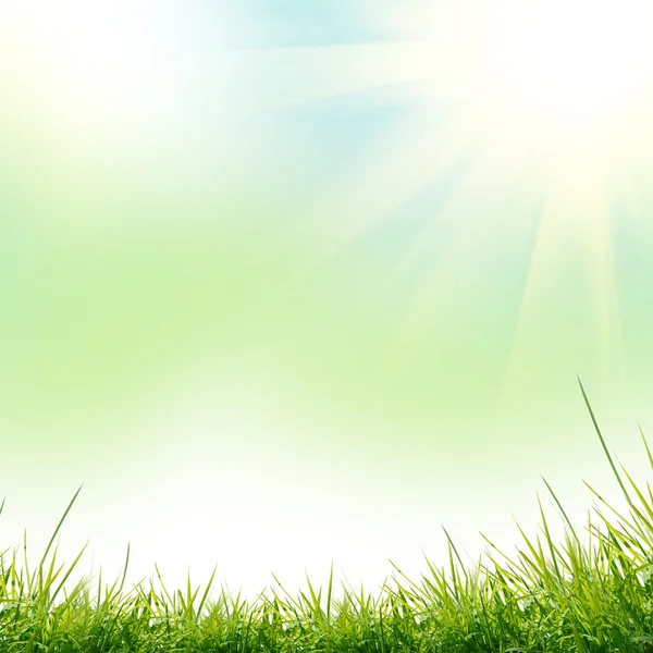 Hierba verde con sobre el fondo verde — Foto de Stock