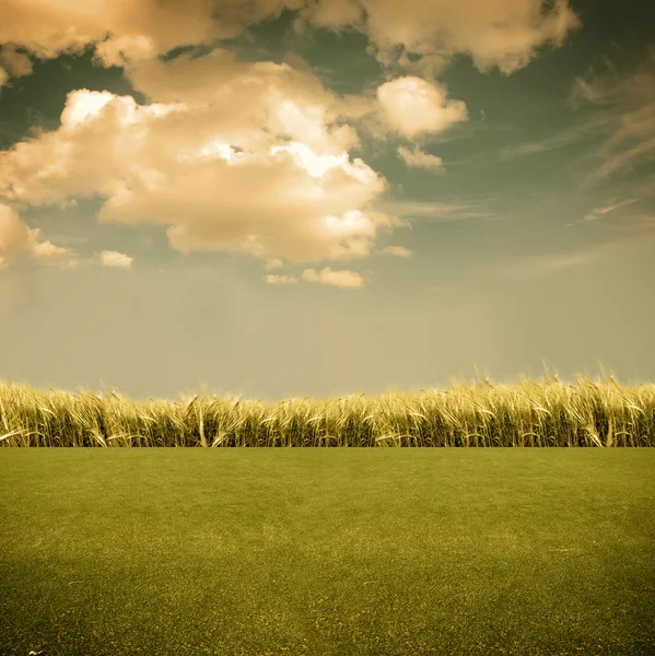Grama verde no campo — Fotografia de Stock