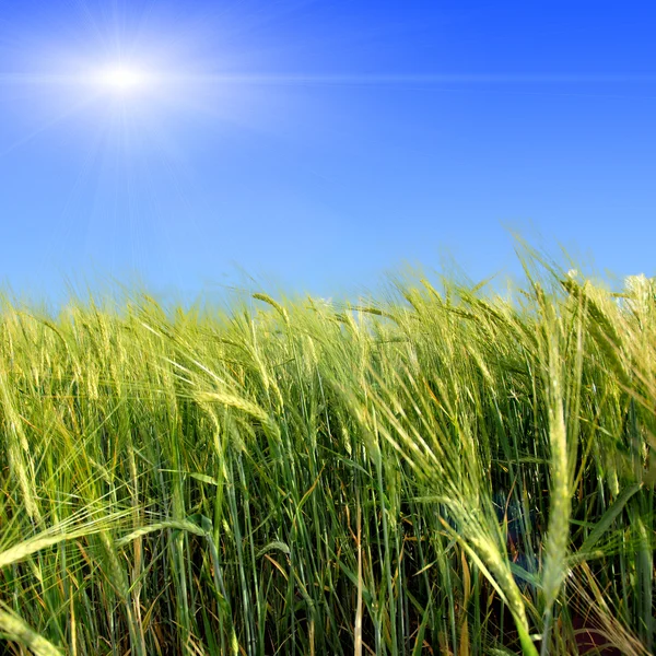 Groene weide onder de blauwe hemel — Stockfoto