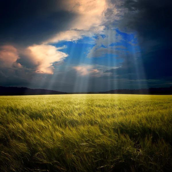 Het groene veld met de stralen — Stockfoto