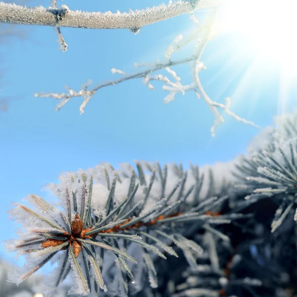 Albero nevoso nella foresta invernale — Foto Stock