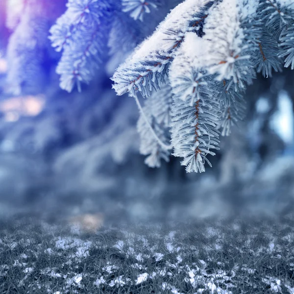 Árvore nevada na floresta de inverno — Fotografia de Stock