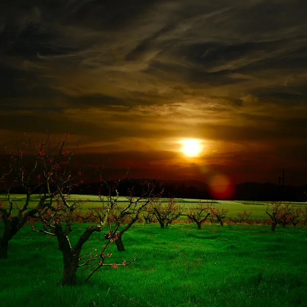 Tree garden — Stock Photo, Image