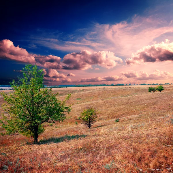 Kahverengi alanında ağaç — Stok fotoğraf