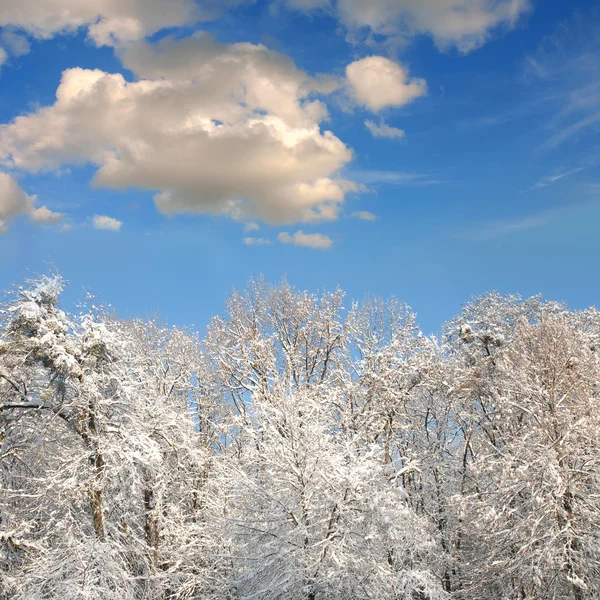 Белый зимний лес с большим количеством снега — стоковое фото
