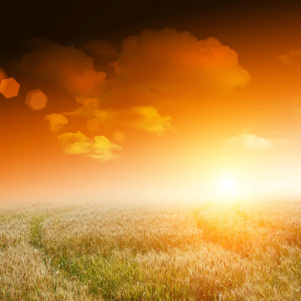 Campo giallo con cielo blu — Foto Stock