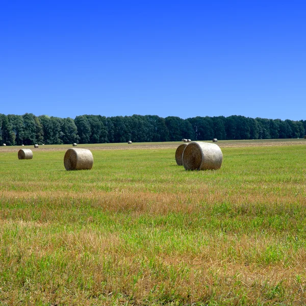 Groen veld met de hemel — Stockfoto