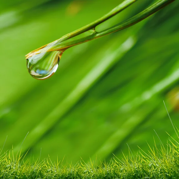 Gotas de agua en la hierba verde — Foto de Stock