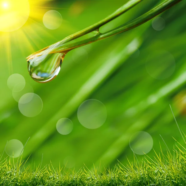 Gotas de agua en la hierba verde —  Fotos de Stock