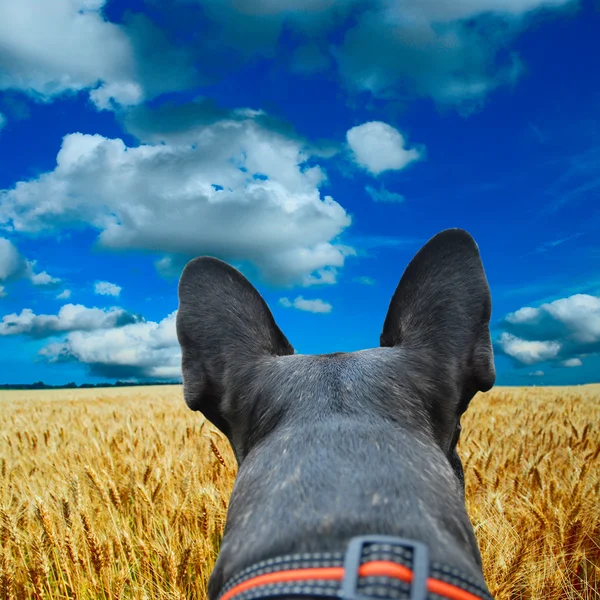 Campo amarillo con el cielo azul —  Fotos de Stock