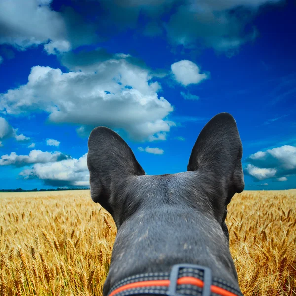 Campo amarillo con el cielo azul —  Fotos de Stock