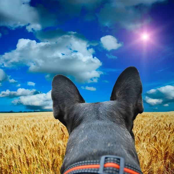 Geel veld met de blauwe hemel — Stockfoto