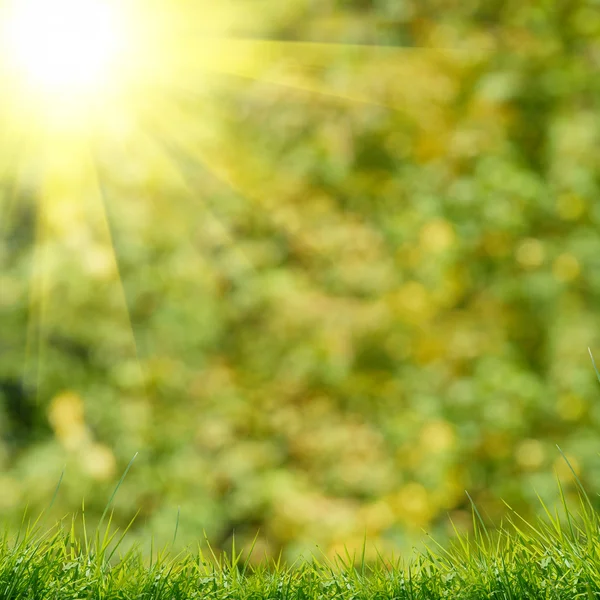 Green grass with on the green background — Stock Photo, Image