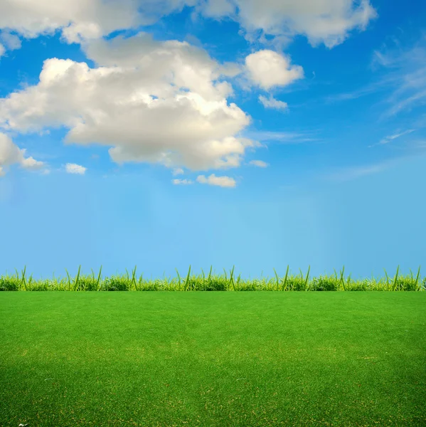 Зеленая трава на поле — стоковое фото