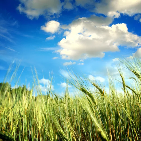 Campo verde con il cielo — Foto Stock