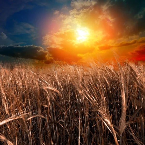 Prato verde sotto il cielo blu — Foto Stock