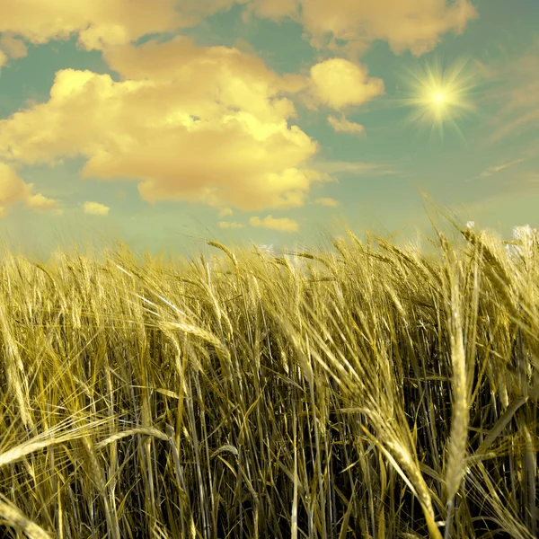 Grön äng under blå himmel — Stockfoto