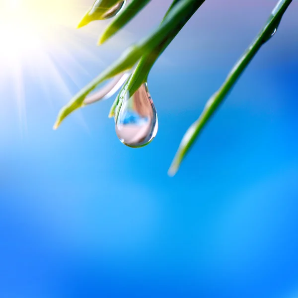 Morning nature background with drop — Stock Photo, Image