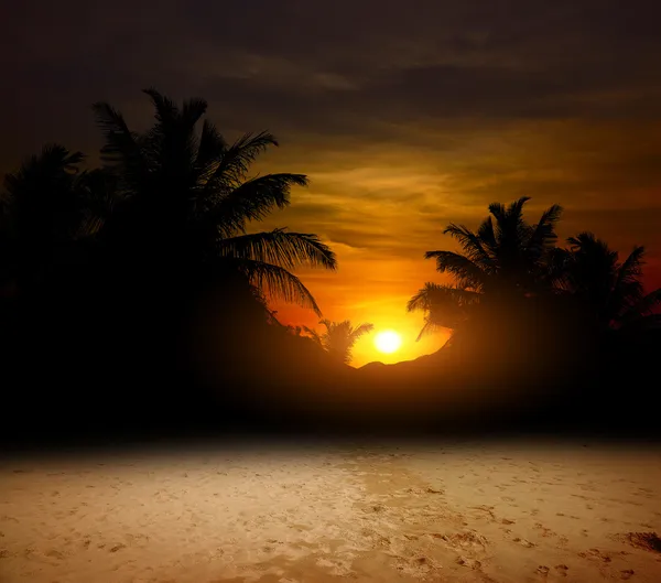 Dlaně na oceán západu slunce — Stock fotografie