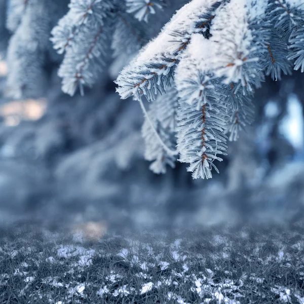 Árvore nevada na floresta de inverno — Fotografia de Stock