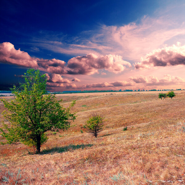 дерево на коричневом поле
