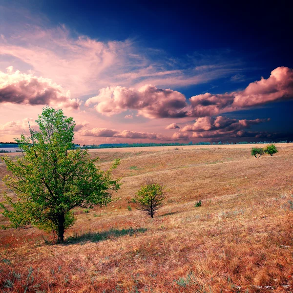 Baum auf dem braunen Feld — Stockfoto