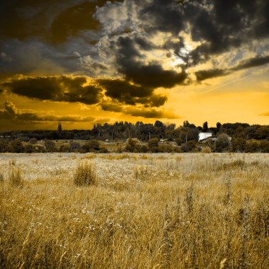 Sahada yeşil çimenler