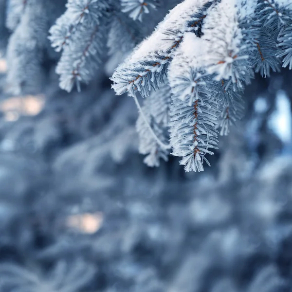 Albero nevoso nella foresta invernale — Foto Stock