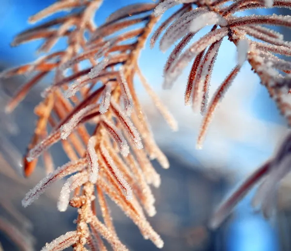 Árbol de Navidad en invierno — Foto de Stock