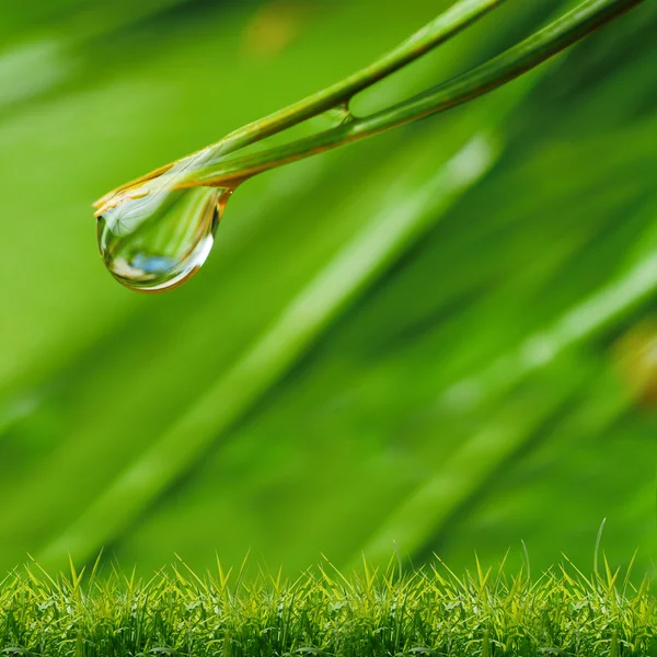 Gouttes d'eau sur l'herbe verte — Photo