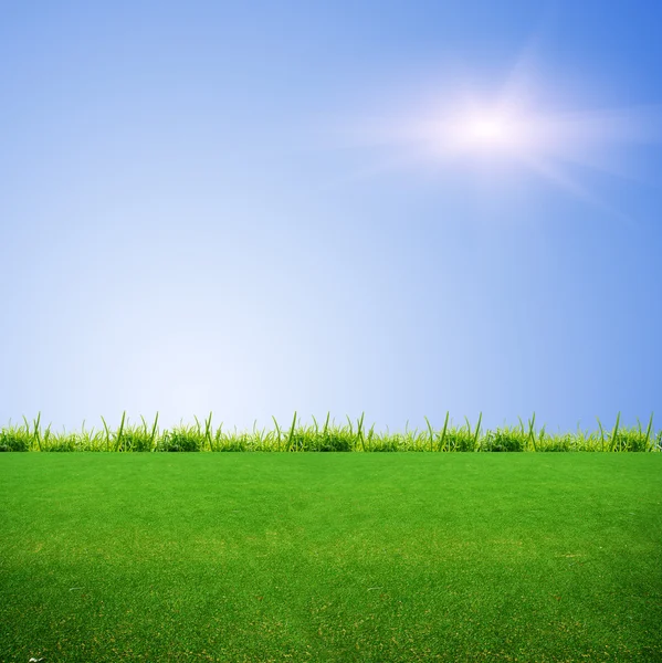 Erba verde sul campo — Foto Stock