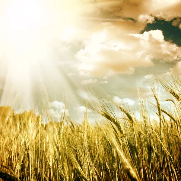 Green field with the sky — Stock Photo, Image