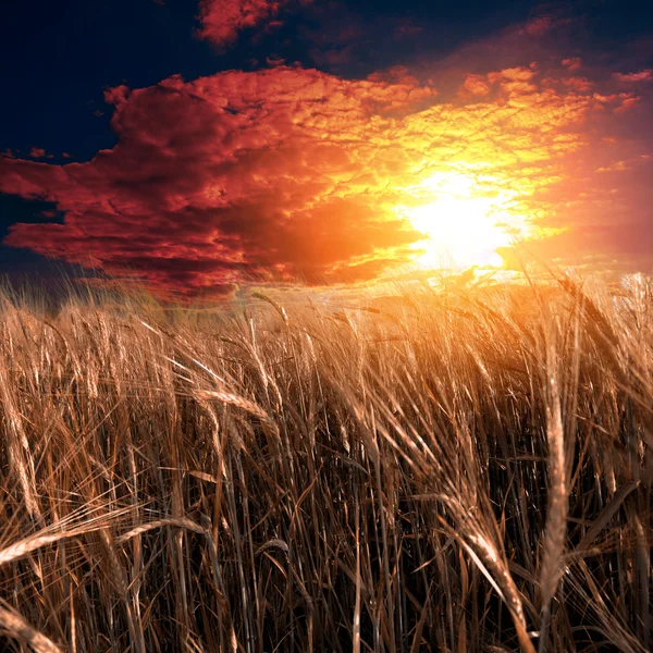 Prairie verte sous le ciel bleu — Photo