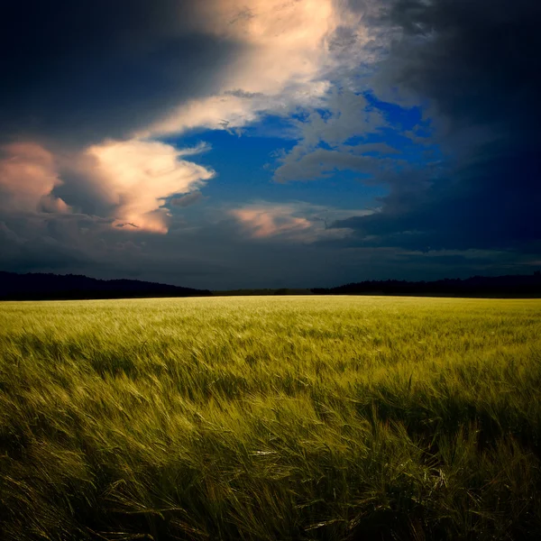 The green field with the rays — Stock Photo, Image