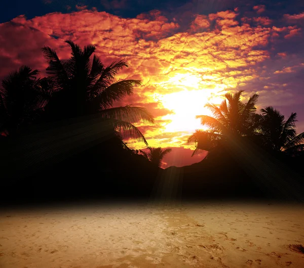 De palmen op de oceaan zonsondergang — Stockfoto