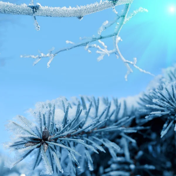 Снежное дерево в зимнем лесу — стоковое фото