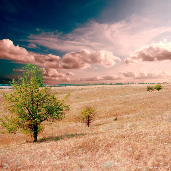 Tree on the brown field — Stock Photo, Image