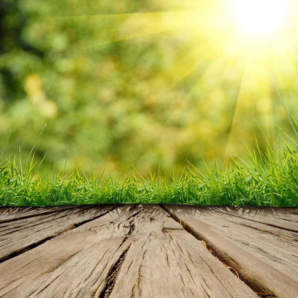 Schoonheid natuurlijke achtergrond — Stockfoto